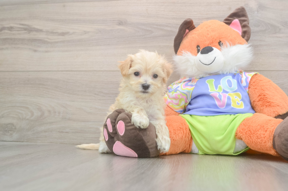Best Maltipoo Baby