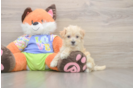 Best Maltipoo Baby