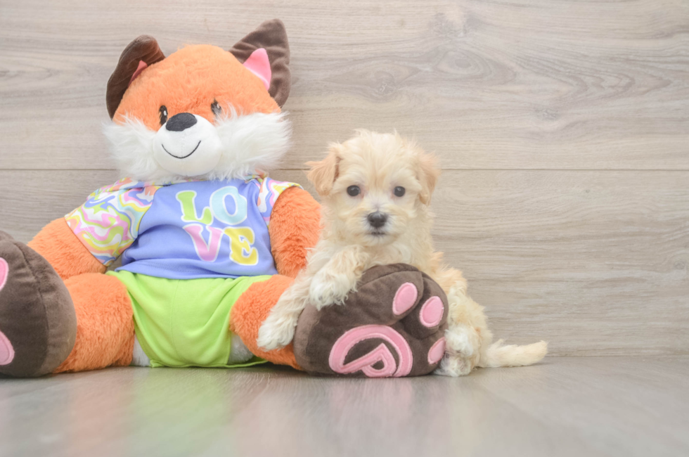 5 week old Maltipoo Puppy For Sale - Simply Southern Pups