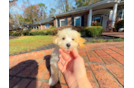 Cute Malt a Poo Poodle Mix Puppy