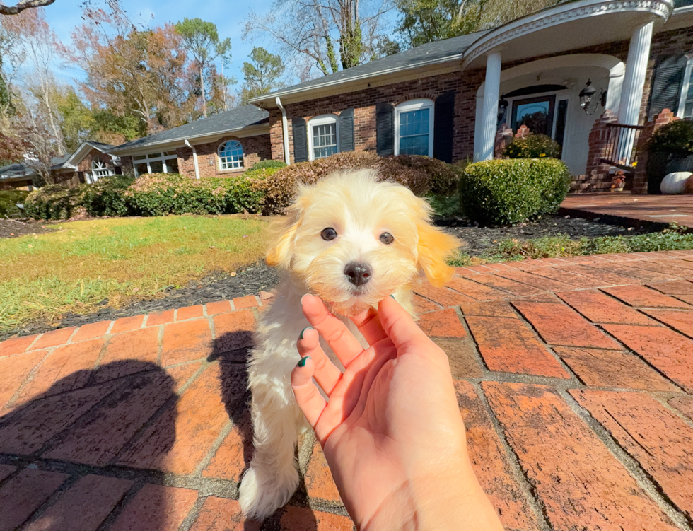 Cute Malt a Poo Poodle Mix Puppy