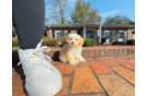 Maltipoo Puppy for Adoption