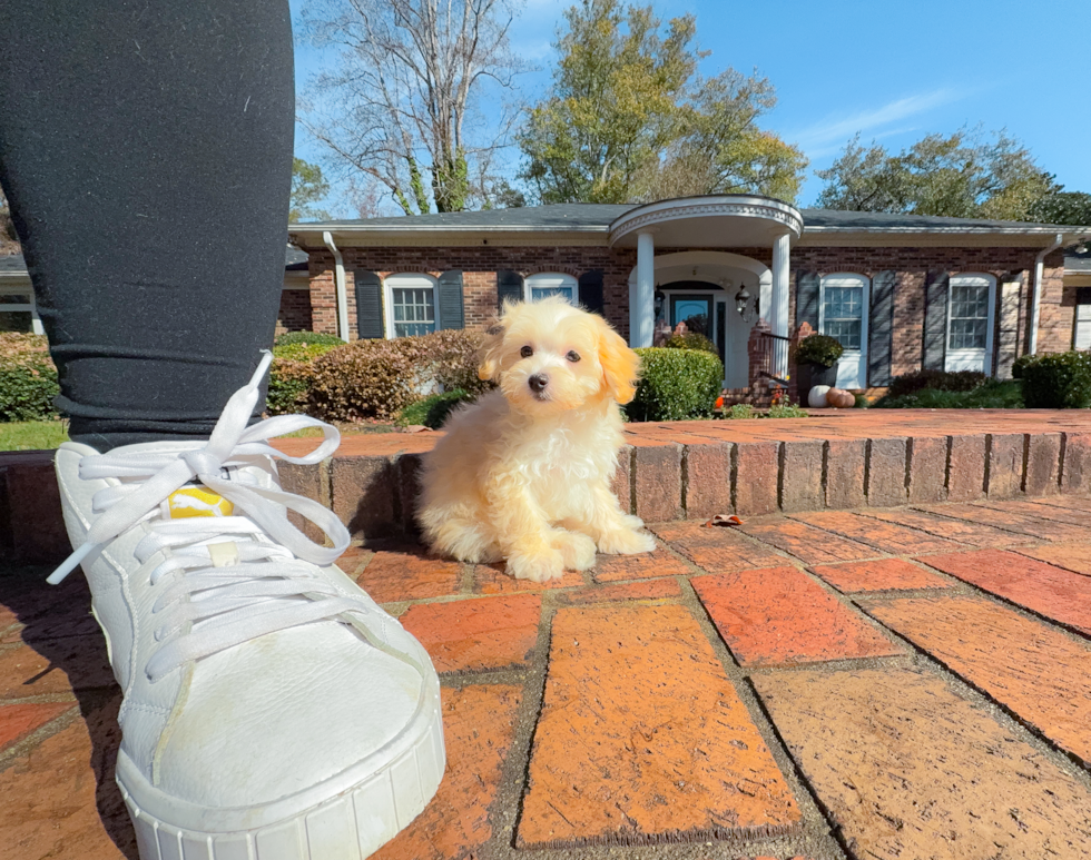 Maltipoo Puppy for Adoption