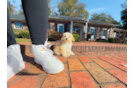 Maltipoo Pup Being Cute