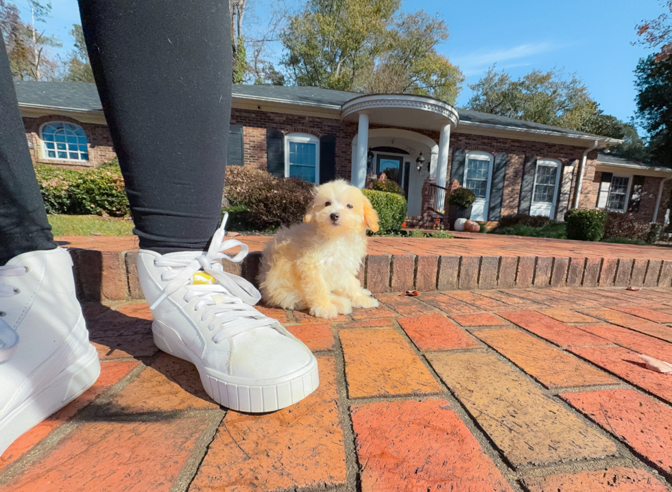 Maltipoo Pup Being Cute