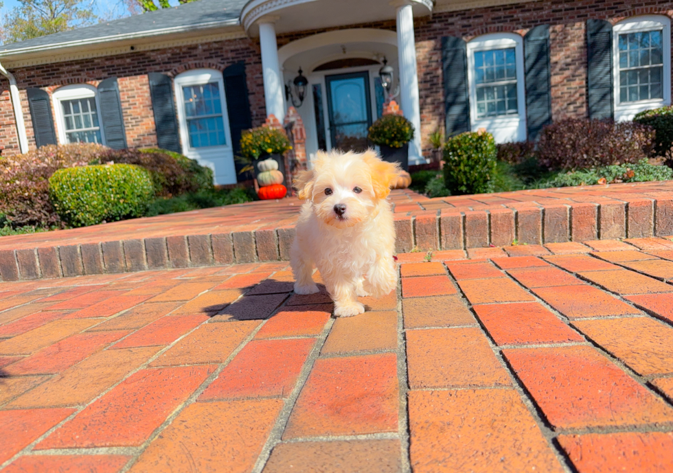 Maltipoo Puppy for Adoption