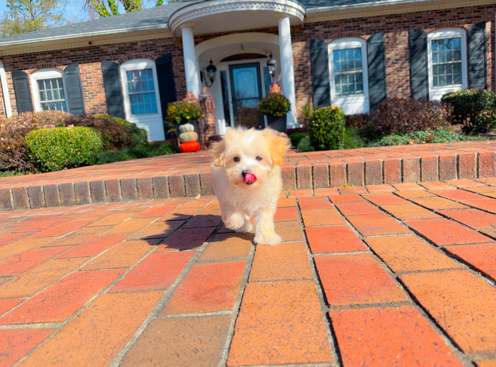 Maltipoo Puppy for Adoption