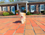 10 week old Maltipoo Puppy For Sale - Simply Southern Pups