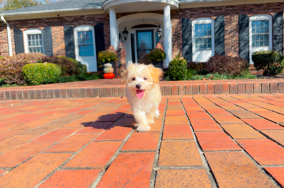 10 week old Maltipoo Puppy For Sale - Simply Southern Pups