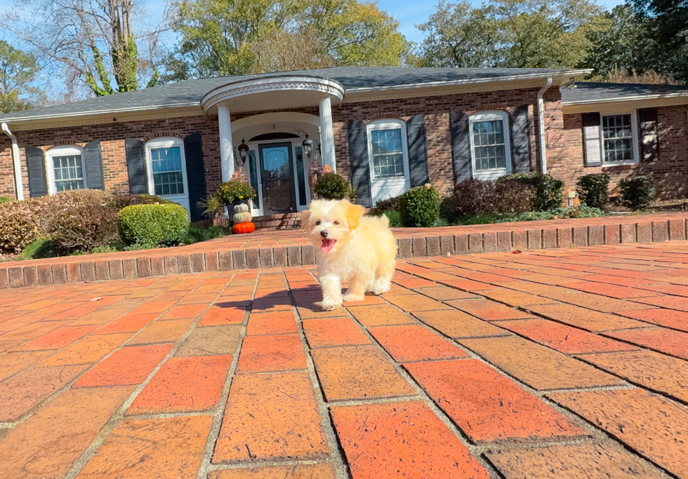 Maltipoo Puppy for Adoption