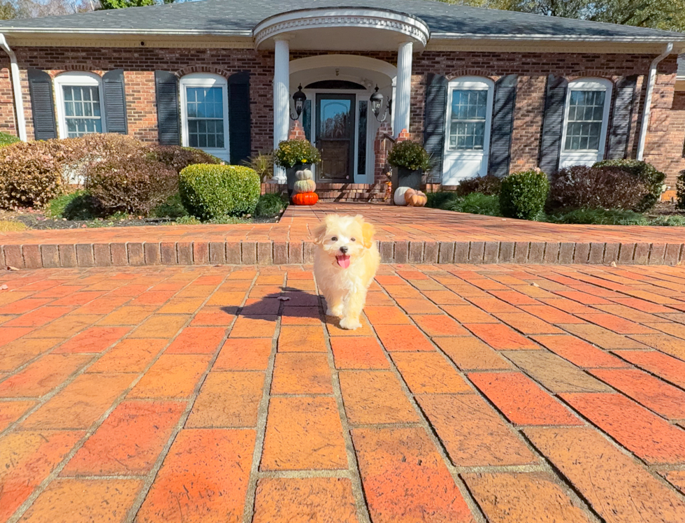 Cute Malt a Poo Poodle Mix Puppy
