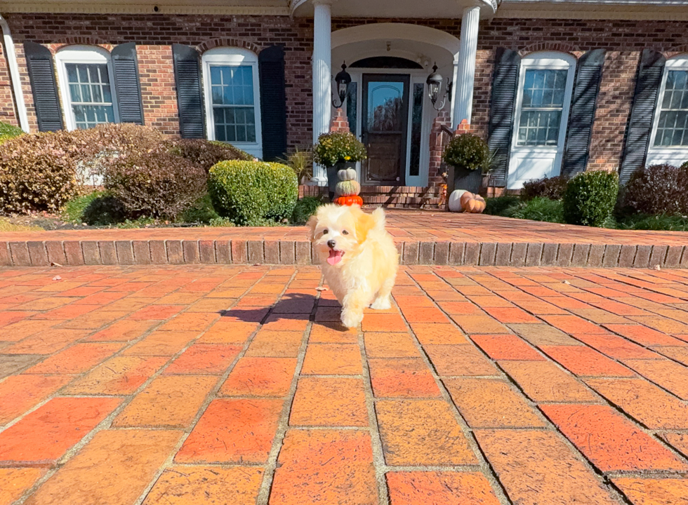 Cute Malt a Poo Poodle Mix Puppy