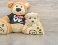 8 week old Maltipoo Puppy For Sale - Simply Southern Pups
