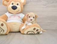 7 week old Maltipoo Puppy For Sale - Simply Southern Pups