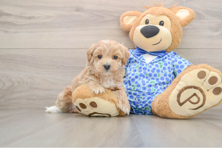 Playful Malt Oodle Poodle Mix Puppy