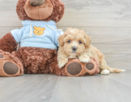 9 week old Maltipoo Puppy For Sale - Simply Southern Pups