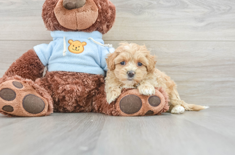 6 week old Maltipoo Puppy For Sale - Simply Southern Pups