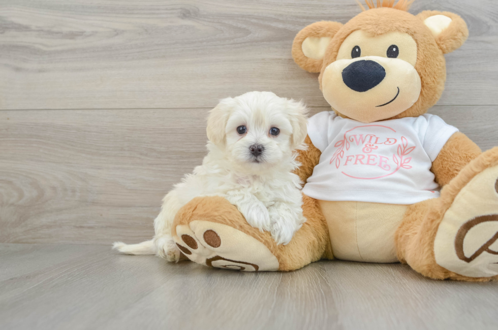 6 week old Maltipoo Puppy For Sale - Simply Southern Pups