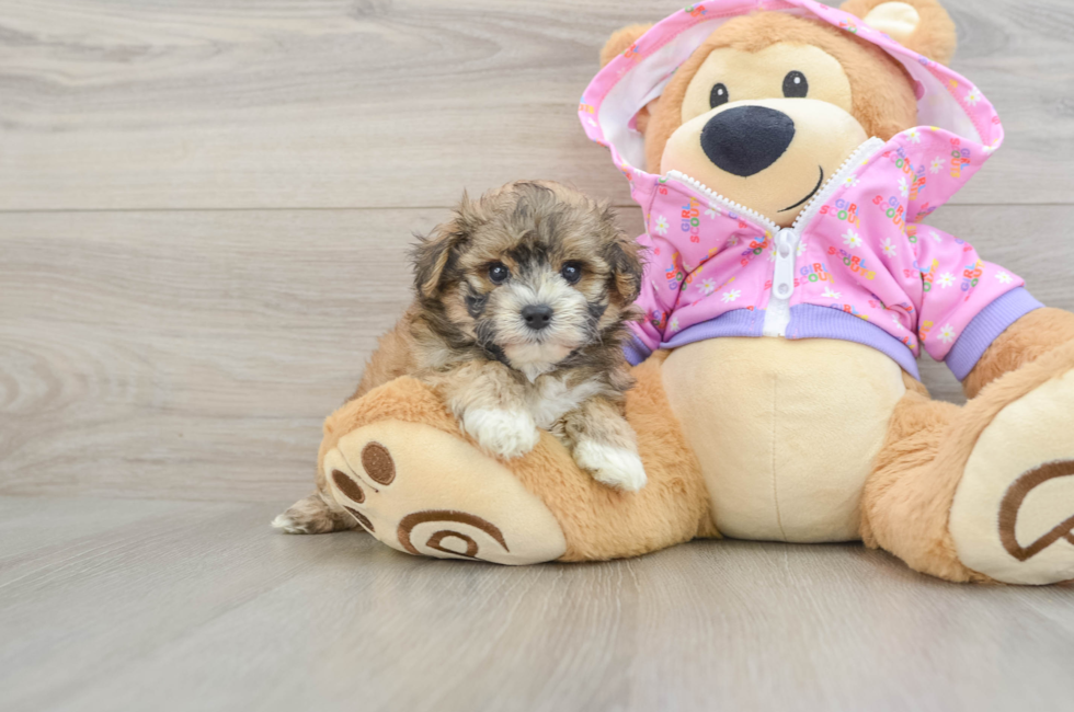 6 week old Maltipoo Puppy For Sale - Simply Southern Pups