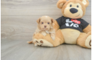 Maltipoo Pup Being Cute