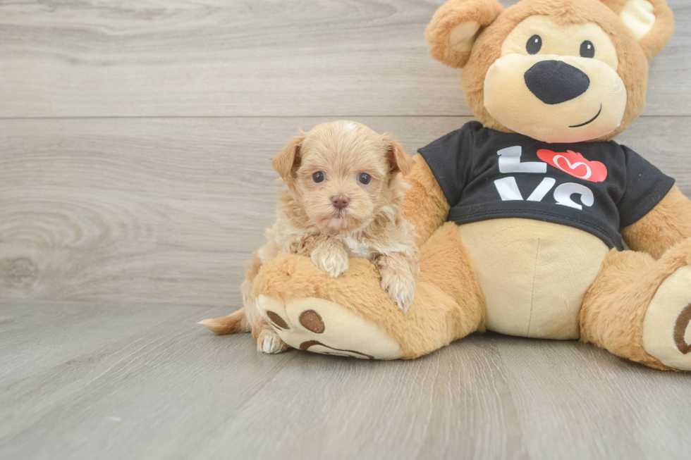 Maltipoo Pup Being Cute