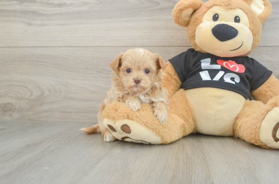 Maltipoo Pup Being Cute