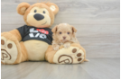 Maltipoo Pup Being Cute