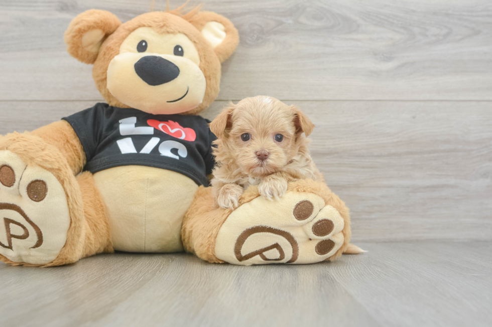 Maltipoo Pup Being Cute