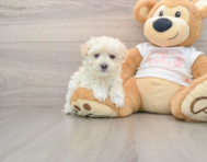 10 week old Maltipoo Puppy For Sale - Simply Southern Pups