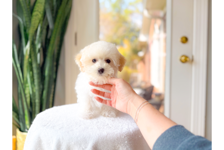 Maltipoo Puppy for Adoption