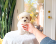 10 week old Maltipoo Puppy For Sale - Simply Southern Pups