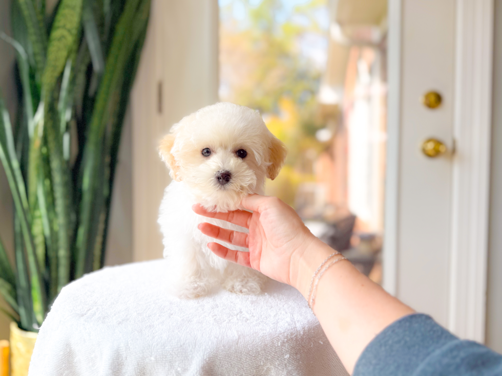 Maltipoo Puppy for Adoption