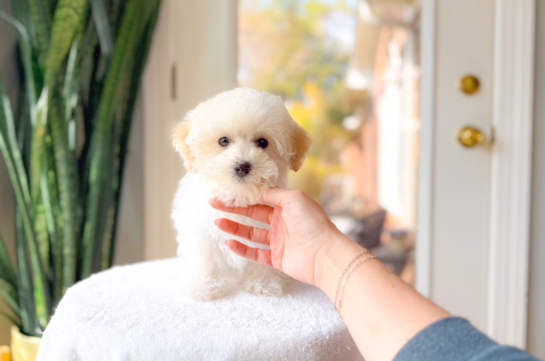 Maltipoo Puppy for Adoption