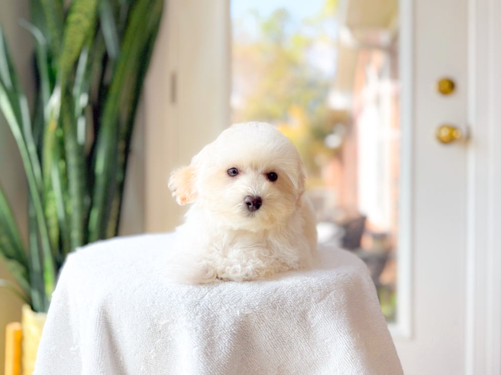 Cute Maltipoo Poodle Mix Pup