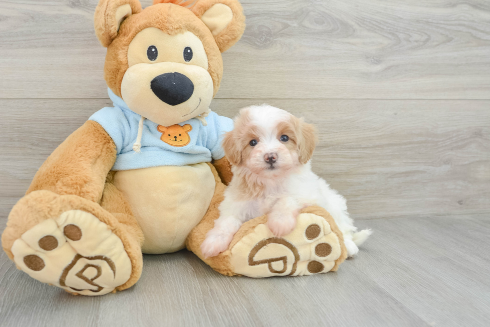 Fluffy Maltipoo Poodle Mix Pup