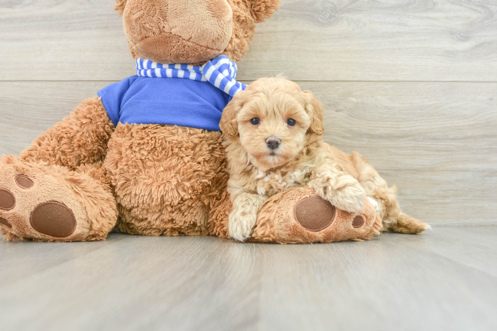 Maltipoo Pup Being Cute