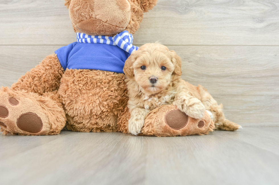 8 week old Maltipoo Puppy For Sale - Simply Southern Pups