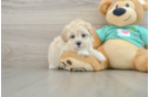 Playful Multipoo Poodle Mix Puppy