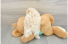 Petite Maltipoo Poodle Mix Pup