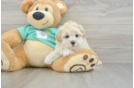 Happy Maltipoo Baby
