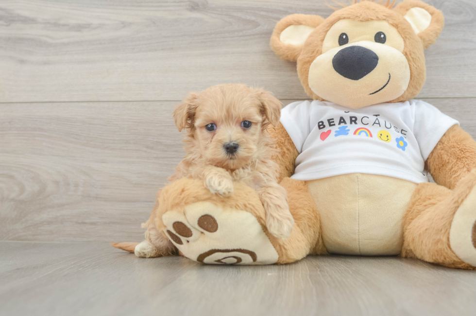 6 week old Maltipoo Puppy For Sale - Simply Southern Pups