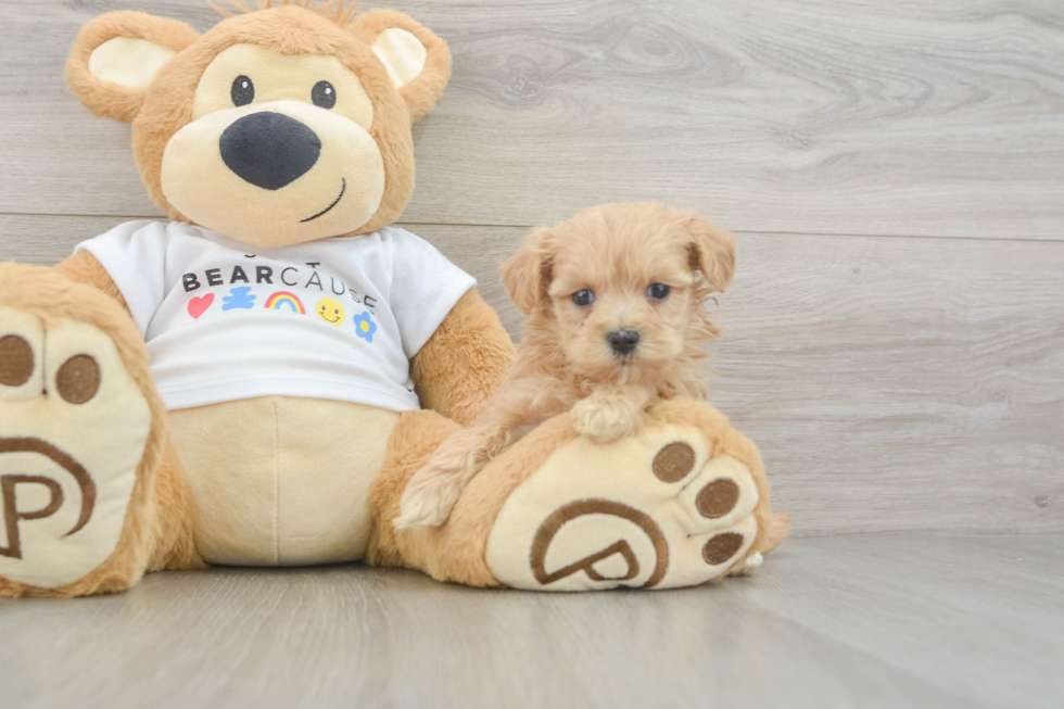 Happy Maltipoo Baby