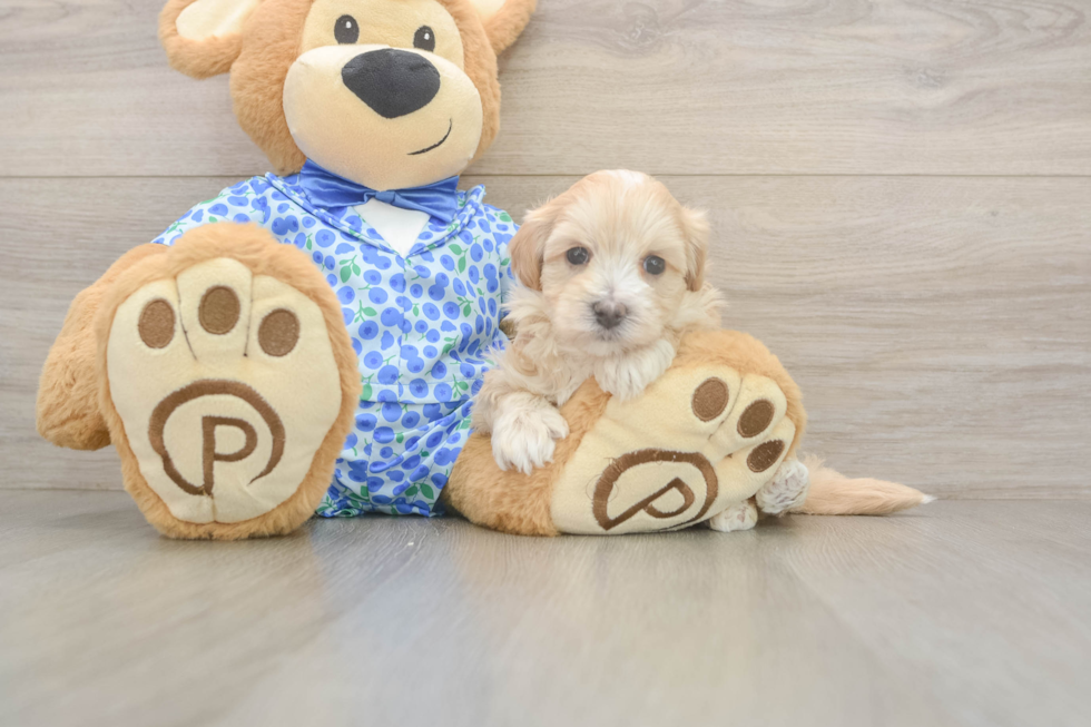 Popular Maltipoo Poodle Mix Pup
