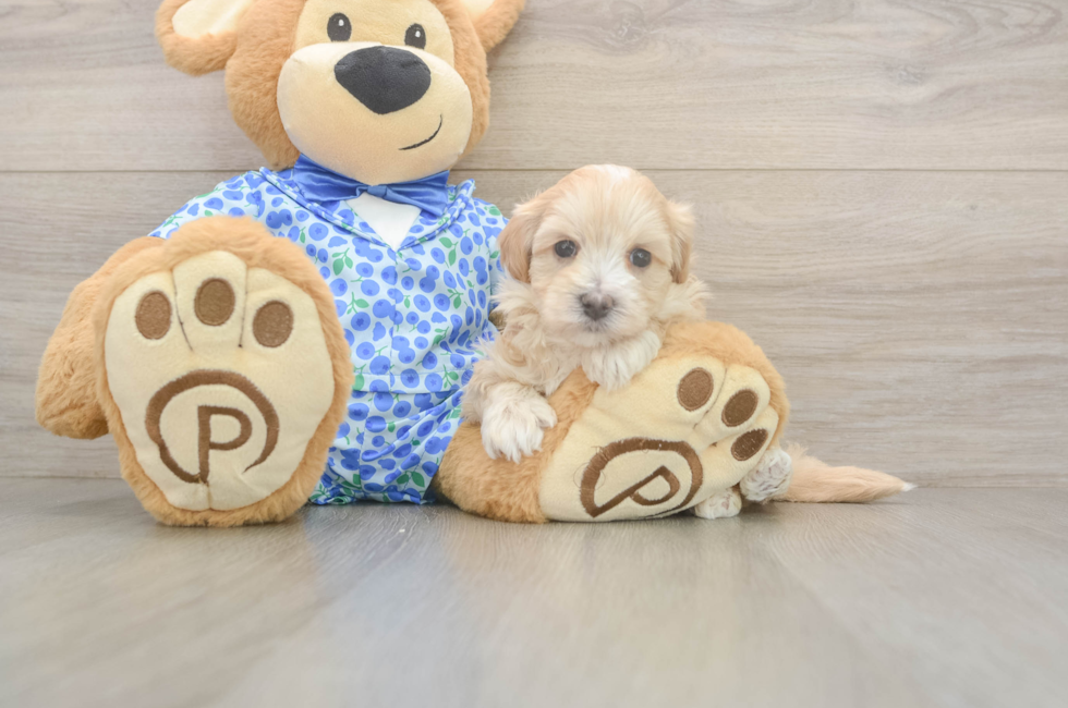 5 week old Maltipoo Puppy For Sale - Simply Southern Pups