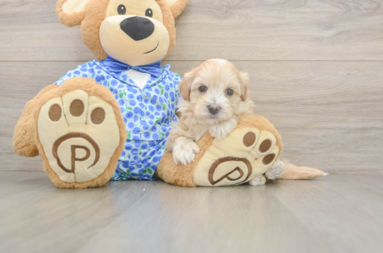 5 week old Maltipoo Puppy For Sale - Simply Southern Pups Popular Maltipoo Poodle Mix Pup