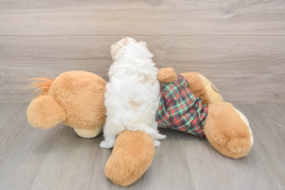 Adorable Maltepoo Poodle Mix Puppy