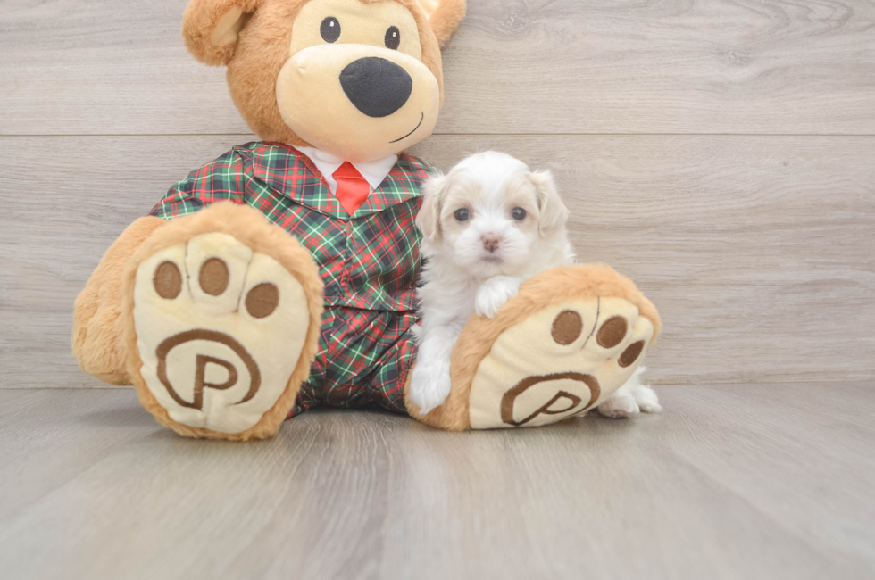 5 week old Maltipoo Puppy For Sale - Simply Southern Pups