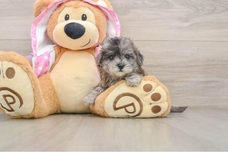 Maltipoo Puppy for Adoption