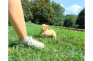 Cute Malt a Poo Poodle Mix Puppy