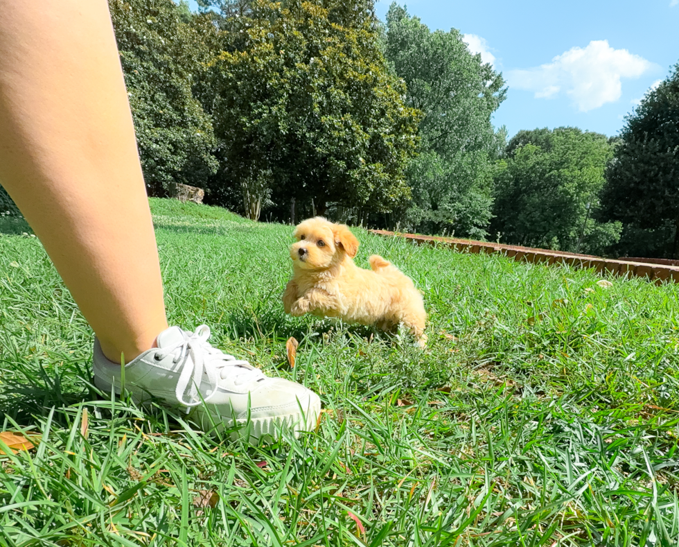 Cute Malt a Poo Poodle Mix Puppy